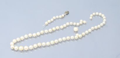 null Necklace of pearls in fall with a part of clasp in white gold 18k (750) decorated...