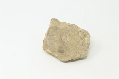 null Un fossile de Scutella paulensis (oursin).