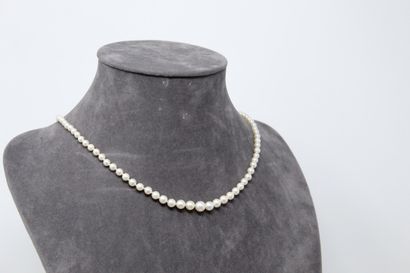 null Necklace made of cultured pearls. Clasp in 18k (750) yellow gold. 

Necklace...