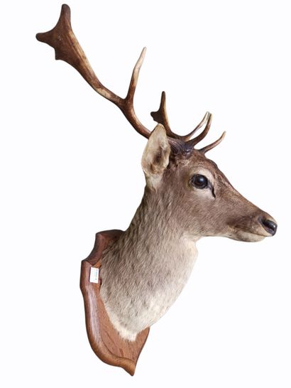 null Naturalized deer head (cervus elaphus, not regulated) with eight horns, on a...