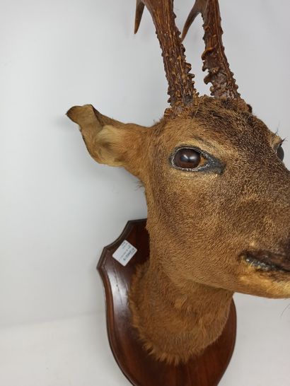 null Naturalized six-horned European roe deer (capreolus capreolus, not regulated)...