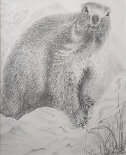 null CIPRIANI Francine (born in 1947) 

Marmot, 2018

Graphite drawing, signed and...
