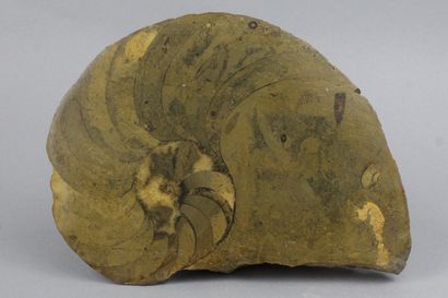Ammonite fossilisée. 
Tranche polie. 
Quelques...
