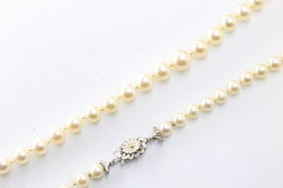 null Necklace of cultured pearl in fall. The clasp in 18k (750) white gold styling...