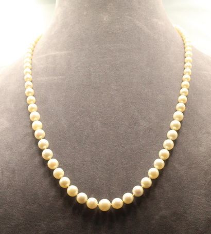 null Necklace of cultured pearls in fall. 

Diameters of the pearls : ?