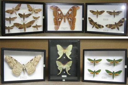 null Collection de Mr. O., Lépidoptères exotiques et insectes divers/Arachnides....