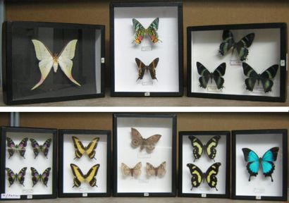 null B: Saturnidae/Uraniidae/Papilionidae 8 boîtes (26x19).