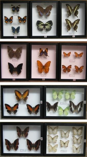 null E: Nymphalidae/Papilionidae 10 boîtes (26x19).
