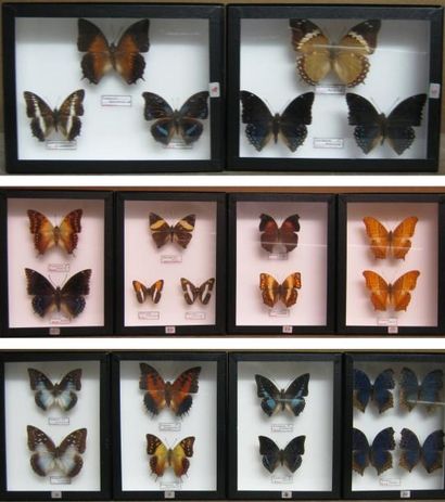 null F: Nymphalidae 10 boîtes (26x19).
