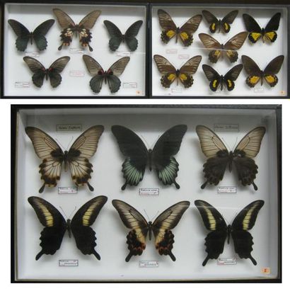 null I: Papilio oenomaus (2m-1f), lowi (2m-1f), memnon- Troides (7 ex. Annexe II/B)...