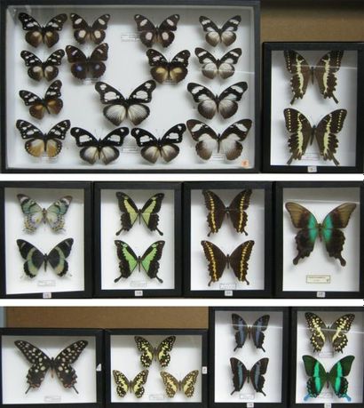 null J: Papilionidae/Nymphalidae 9 boîtes (26x19), 1 boîte (39x26)
