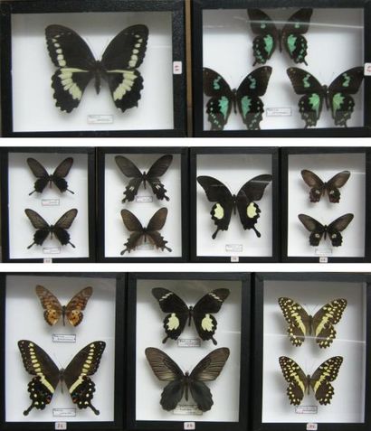 null L: Papilionidae 9 boîtes (26x19).