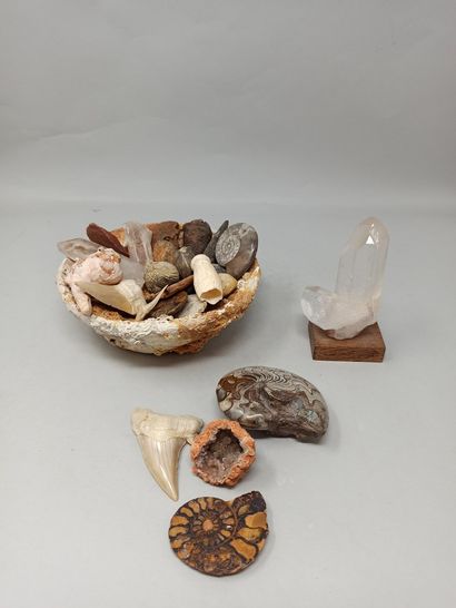 Lot of various fossils and minerals including...
