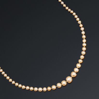 Necklace of 131 fine pearls baroque in fall,...