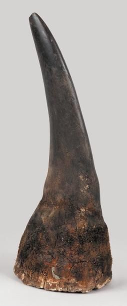 null Corne de Rhinocerotidae Poids: 1,870 kg (environ). Courbure extérieur: 41 cm...
