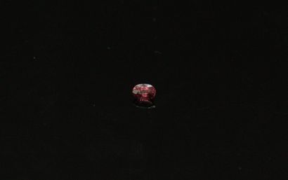 null Oval ruby on paper. 

Weight : 0.15 cts.