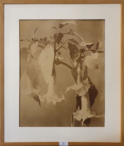 null Photographie. Adolphe BRAUN (1811-1877, attribué à). Bouquet de fleurs. Tirage...