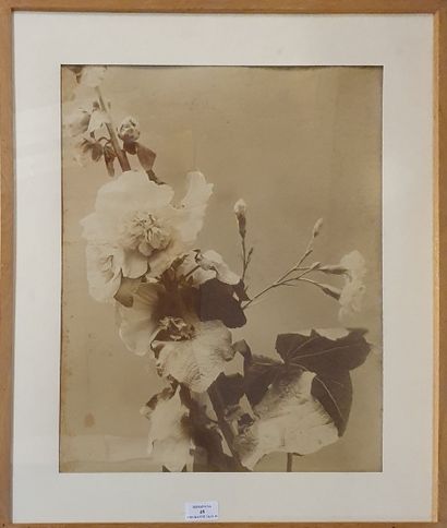 null Photographie. Adolphe BRAUN (1811-1877, attribué à). Bouquet de fleurs. Tirage...