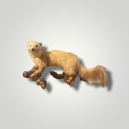 null Marten (martes, not regulated) naturalized, on a dead branch.



L. : 60 cm...