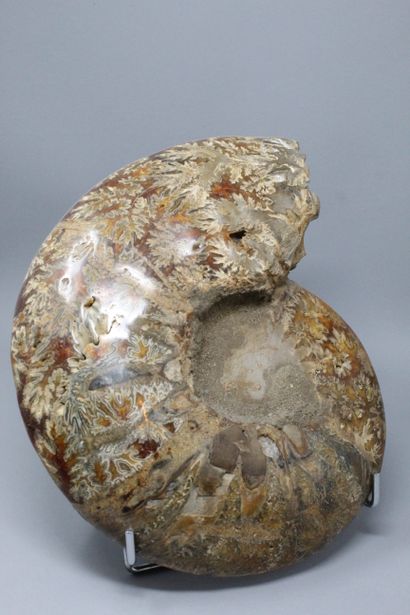 null Ammonite fossilisée : premère partie totalement minéralisée, Crioceras, étage

permien,...