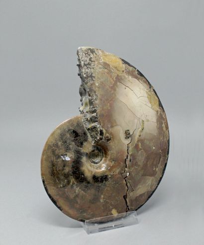 null Ammonite "Placenticeras Neeki", fully opalized, pink/green (1988)

Peace River,...