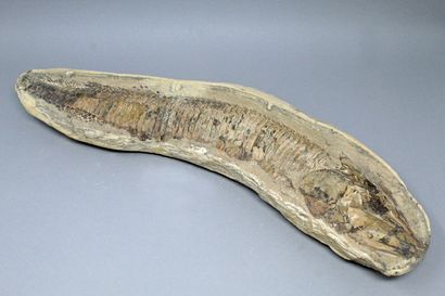 null Poisson fossilisé : "Aspidornhyncus - componi", crétacé inférieur,empreinte...