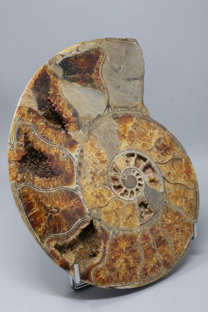 null Ammonite fossilisée : seconde partie totalement minéralisée, Crioceras, étage

permien,...