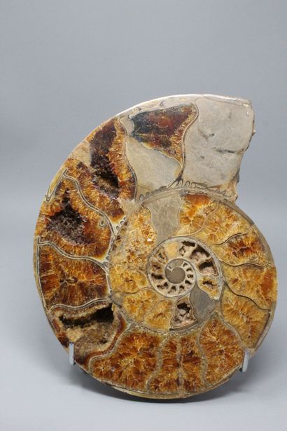 null Ammonite fossilisée : seconde partie totalement minéralisée, Crioceras, étage

permien,...
