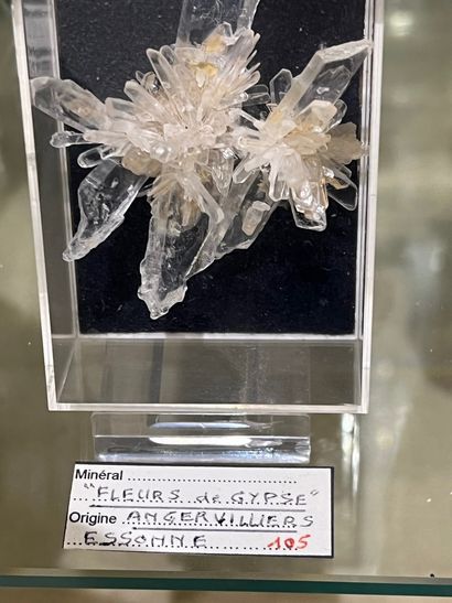 null Gypsum: two flowers joined to the transparent acicular crystals 

Angervilliers...
