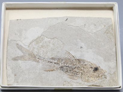 Fossilized fish : 