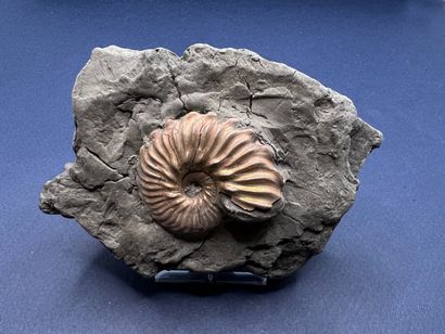 null Belle ammonite nacrée et irisée (diam. 4 cm), étage albien (1978) 

Bully, Rhône...