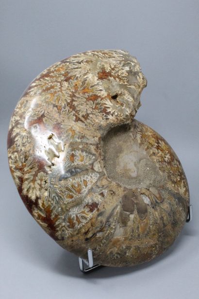 null Fossilized ammonite: first part totally mineralized, Crioceras, Permian stage

stage,...