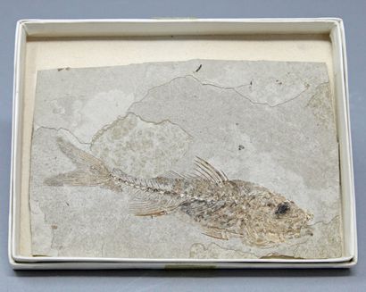 null Fossilized fish : "Smerdis Macrurus", plate and imprint, Middle Oligocene (1978)

Hte...
