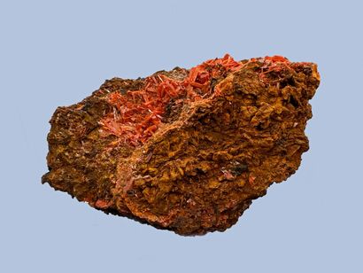  Belle crocoïte : aiguilles rouges orangées sur gangue brun orangée 
Dundas, Tasmanie,...
