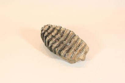 Molar of mamoutus primiginus fossilized

Size...