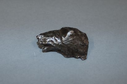 
Cycotaline meteorite in the shape of a wolf's...