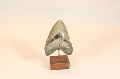 Important tooth of carcarodon megalodon....