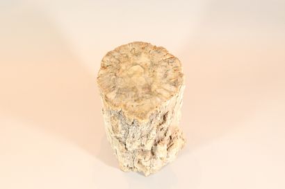 null Bois fossilisé présentant l'écorce et les noeuds 

Hauteur : env. 30 cm.