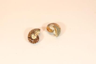 null Lot of two nautilus cymatoceras

Cretaceous Madagascar

Diameter : about 6.5...