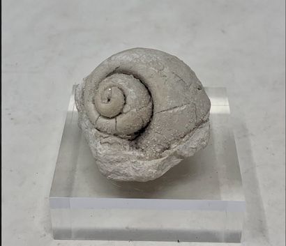 null Three small fossils, two of which are mounted 

Dimensions : 3 / 5 / 7 cm