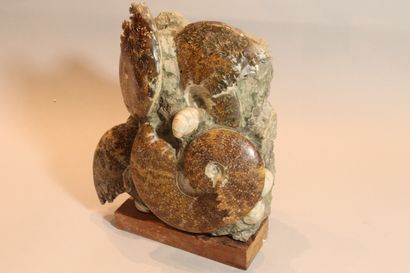 null Block of five cleonicera ammonites also containing two lamellibranchs. 

Albian...