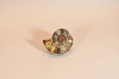 Ammonite aeogaudricéras cut and polished...
