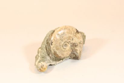 null Ammonite cléonicéras nacrée sur bloc. 

Diam. : env. 11.5 cm.