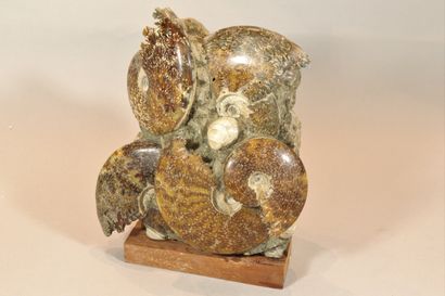 Block of five cleonicera ammonites also containing...