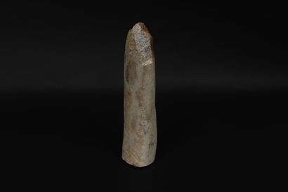 null 
Bois fossilisé en forme de corne 

(23 x 7 cm) 

Origine non précisée 
