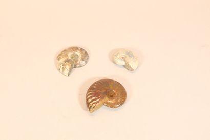 Lot de trois ammonites nacrées. (une coupée)...