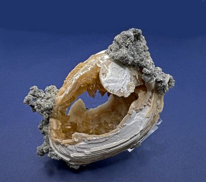 null Fossilized shell with honey calcite crystallizations 

Okeechobee, Florida,...
