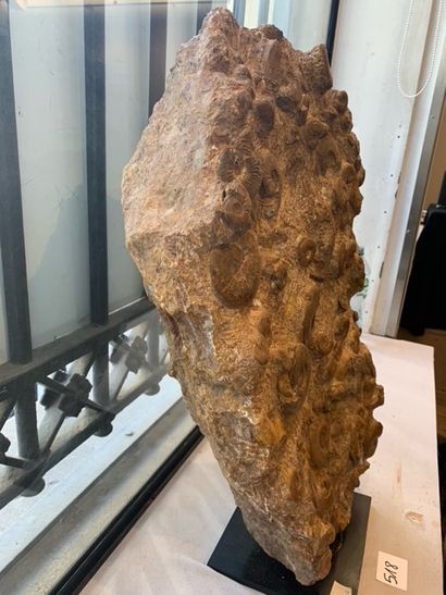 null Ammonite pleydellia block.

Upper toarcian / aalenian 

Old mine of st Quentin...