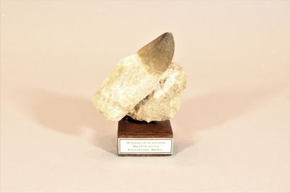 null Tooth of Mosasaurus Anceps

Cretaceous Maestrichian, Morocco, Khourigba. 

Very...