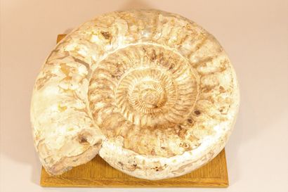 null Perisphinct ammonite

Upper Jurassic. South Madagascar.

Pearly shells, presents...